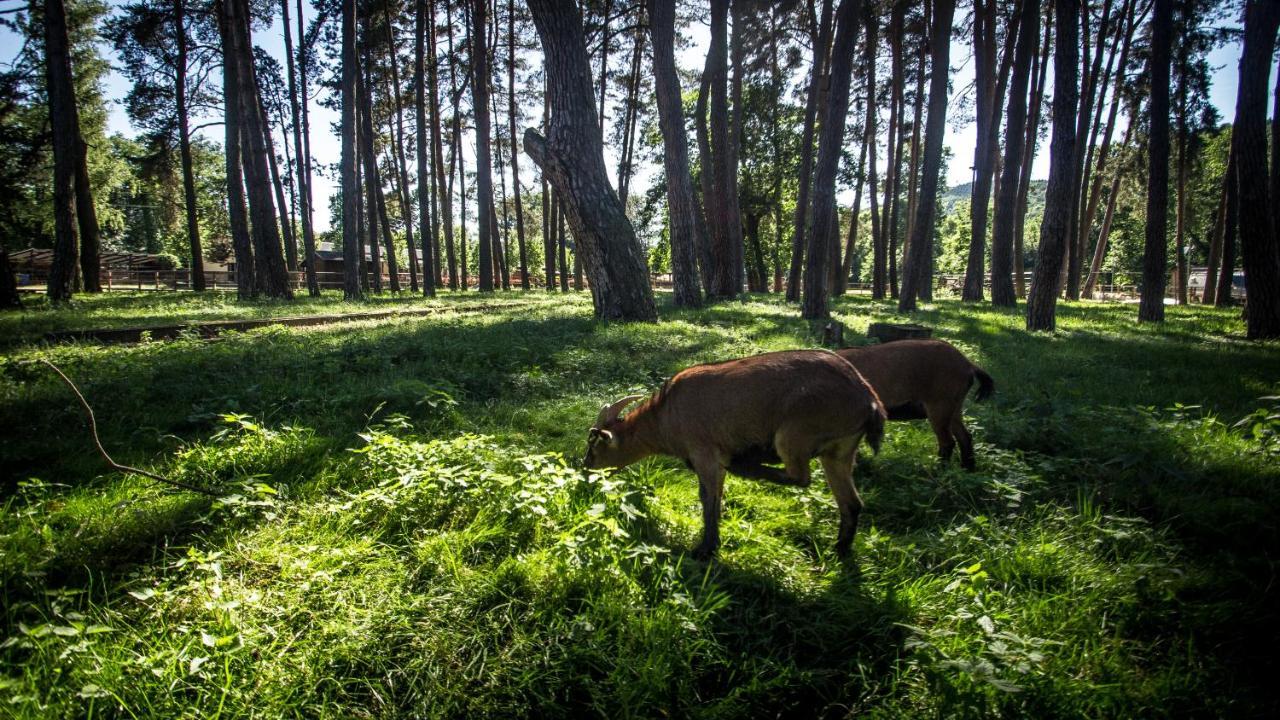Hotel Sazavsky Ostrov Sazava  Luaran gambar